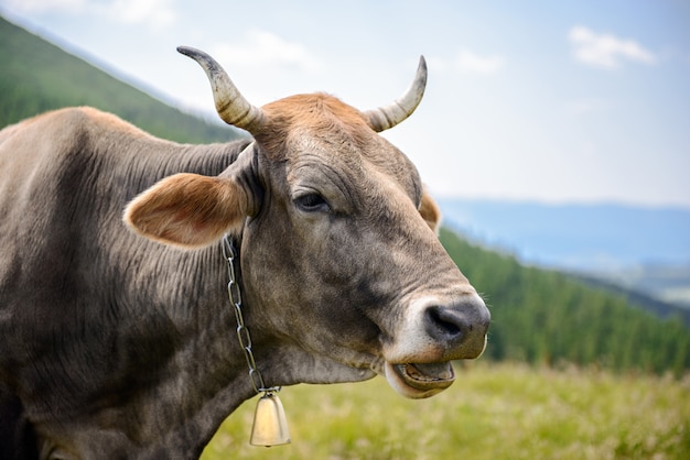 Cow