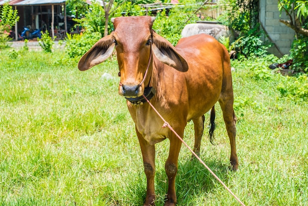 Cow 