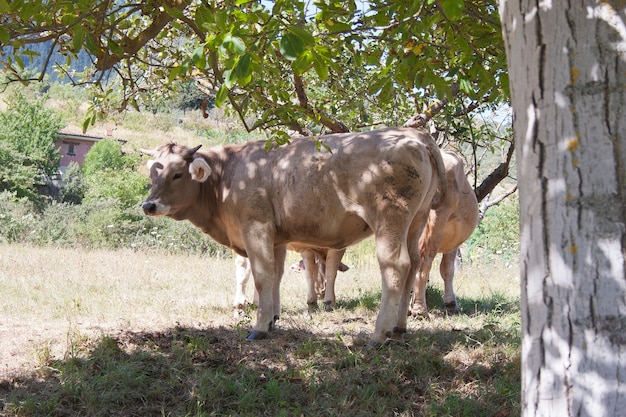 Cow