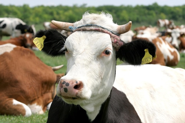 Cow