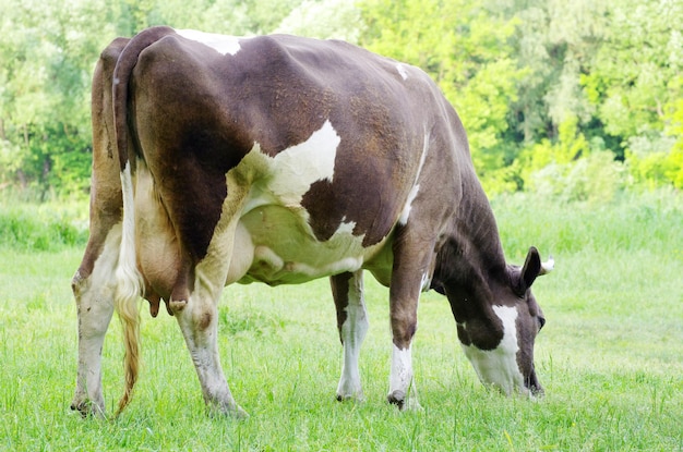 Cow