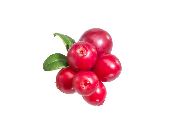 Cowberry branch with green leaves and red berries Vaccinium vitisidaea lingonberry mountain cranberry Forest cowberries Wild berry cowberry Red whortleberry