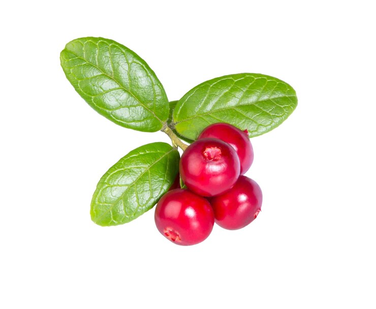 Cowberry foxberry lingonberry with leaves