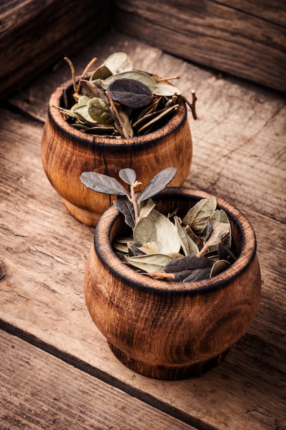 Cowberry healing foliage