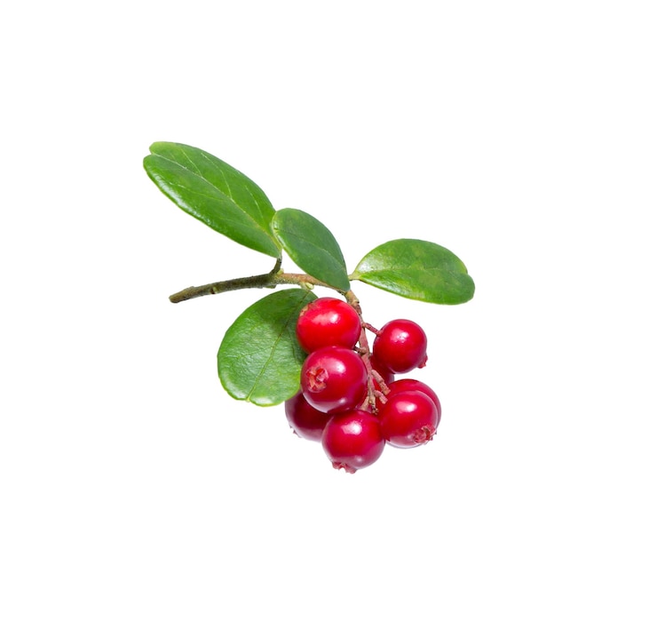 Foto cowberry op tak