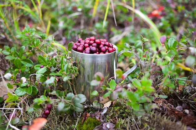 Cowberry in steel cup in a forest in autumn
