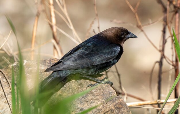 Photo cowbird in saskatchewan