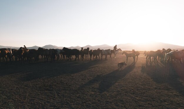 Cowboy hoedt wilde paarden tijdens zonsondergang met kopieerruimte