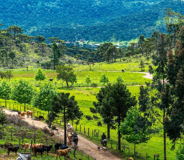 Cowboy leading cattle to pasture Countryside life