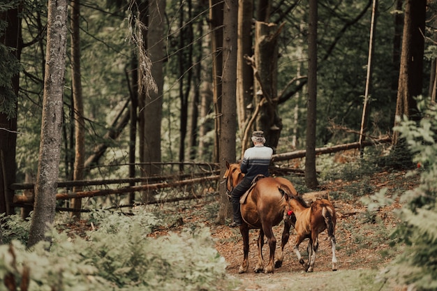 Cowboy riding horse in forest