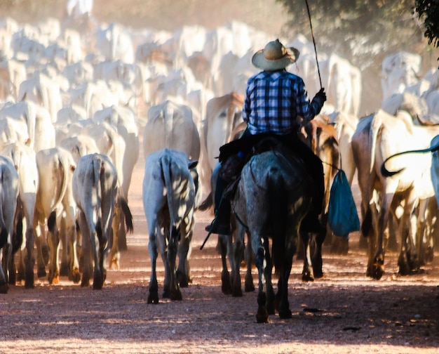 Photo cowboy riding on horse with herd of cows