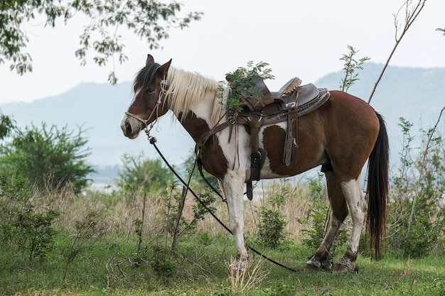 Cowboy's horse with grassland and mountains