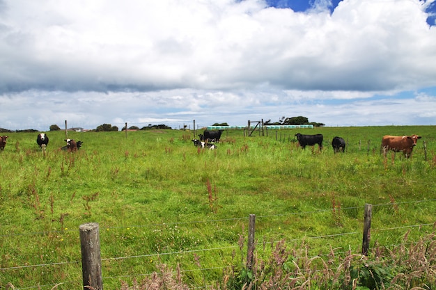 Cowe sulle colline e campi della nuova zelanda