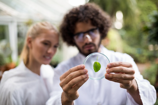 Coworkers inspecting leaf on petri dish