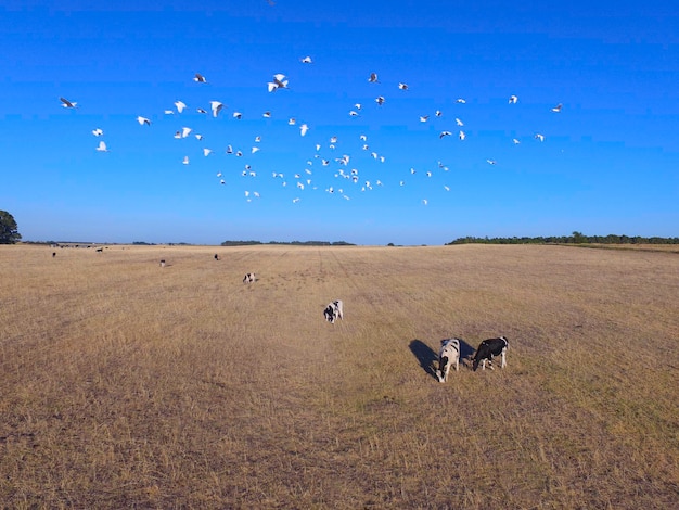 Cows aerial view Buenos AiresArgentina