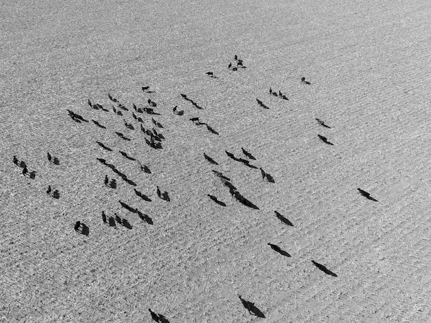 Photo cows aerial view buenos airesargentina