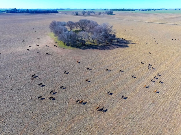 Cows aerial view Pampas Argentina