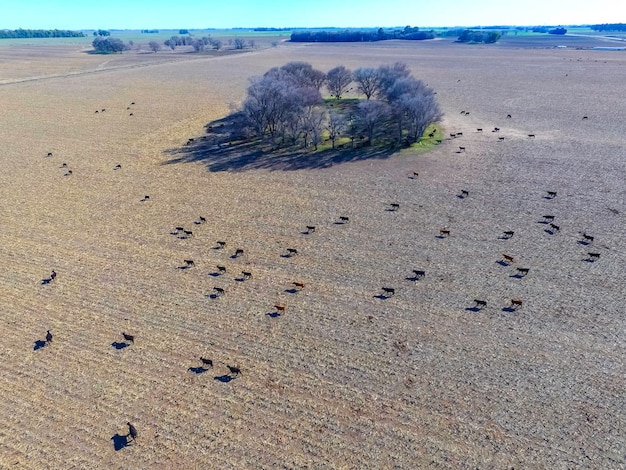 Cows aerial view Pampas Argentina