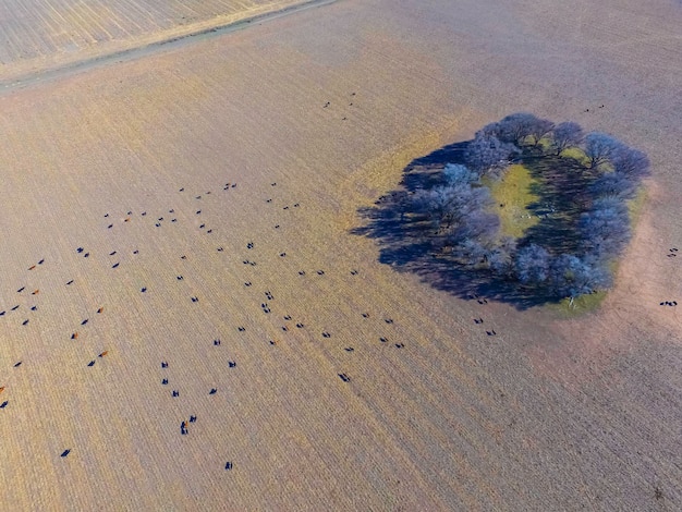 Cows aerial view Pampas Argentina