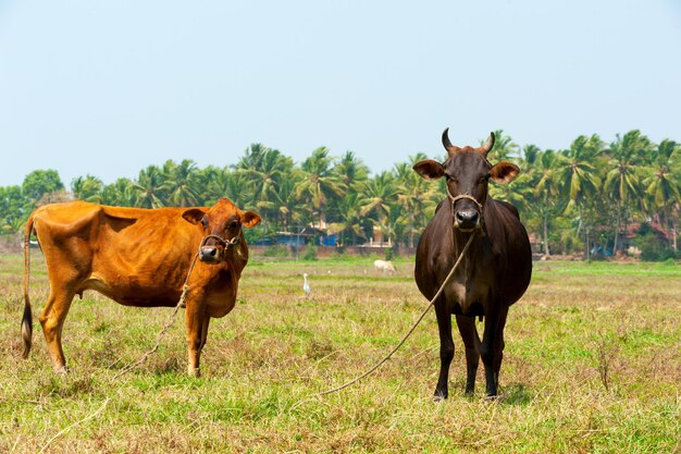 Cows against the backdrop of palm treesGoaIndia