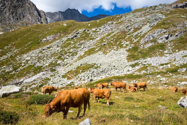 高山の牧草地プラローニャンラヴァノワーズフランスアルプスの牛