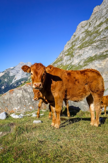 高山の牧草地、プラローニャンラヴァノワーズ、フランスアルプスの牛