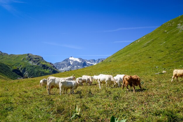 Mucche al pascolo alpino, pralognan la vanoise, sulle alpi francesi