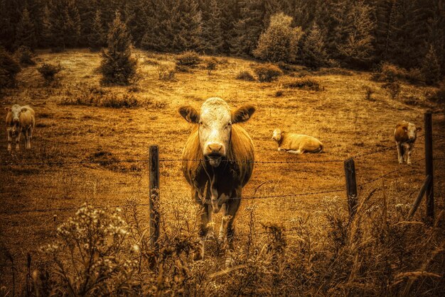 Photo cows in animal pen