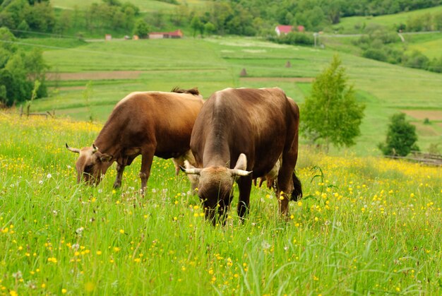 Cows are grazing on the grass with yellow flowers in the summer