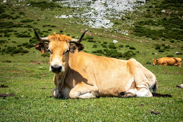 Cows around Covadonga lakes Picos de Europa Asturias Spain