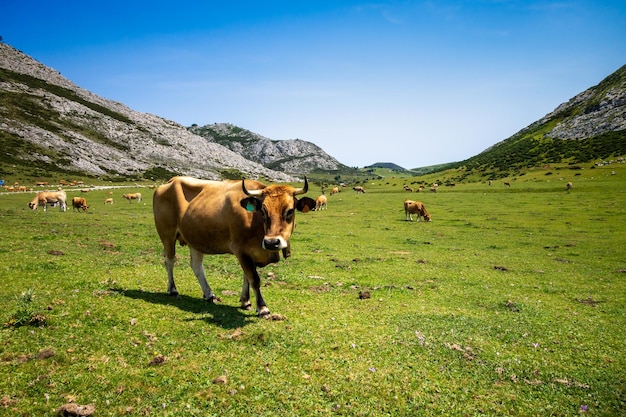 Cows around Covadonga lakes Picos de Europa Asturias Spain