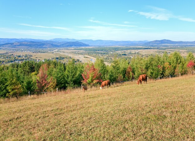 Cows on autumn hill and country valley view away