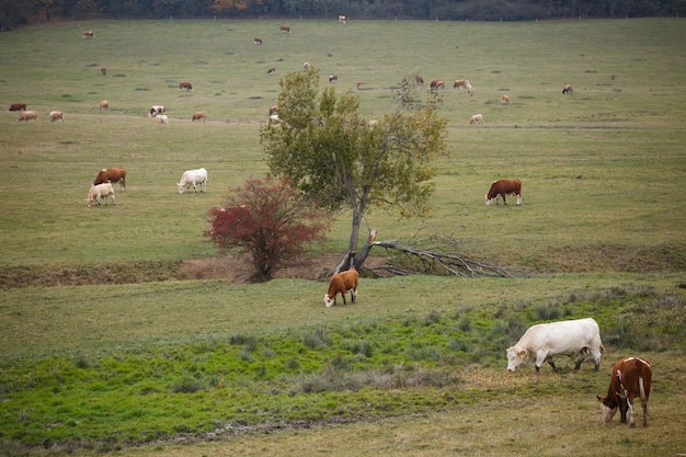 Cows on autumn pasture