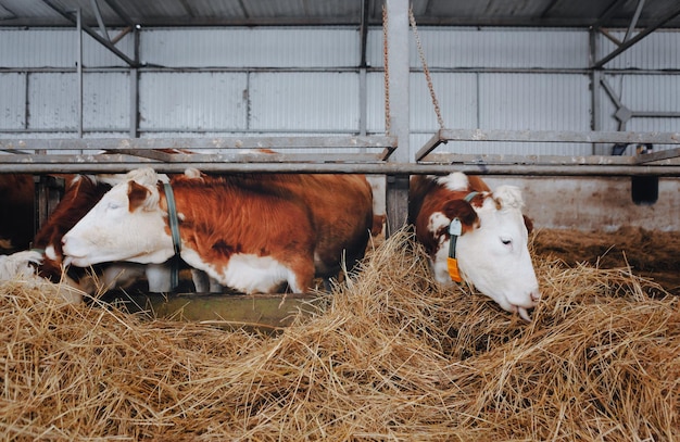 Cows in the barn chew hay cows are white and brown its cold its steaming