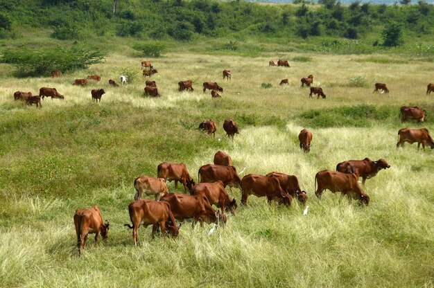 Cows and bulls are grazing on a lush grass field