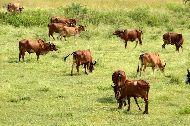 Cows and bulls are grazing on a lush grass field