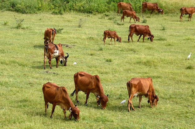 Cows and bulls are grazing on a lush grass field