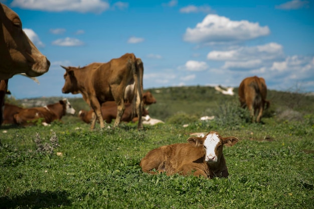 Photo cows and calf graze on a green meadow in israel