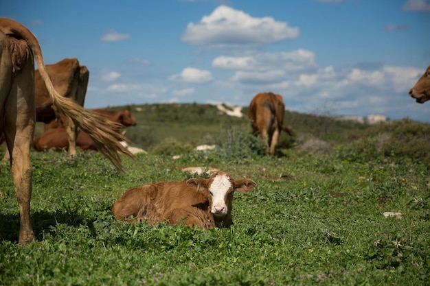 Photo cows and calf graze on a green meadow in israel