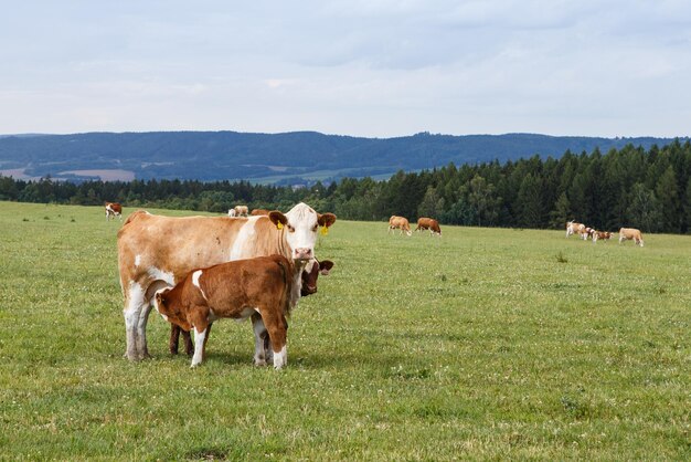 Cows and calves grazing on a green meadow in sunny day Farm animals