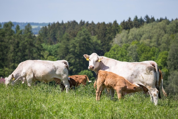 Photo cows and calves grazing on a spring meadow in sunny day