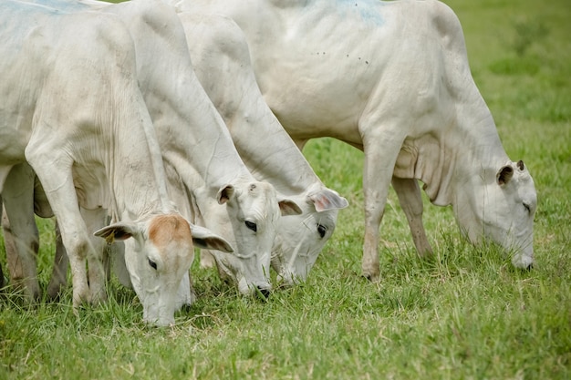 cows and cattle in the beautiful green pasture feeding.

