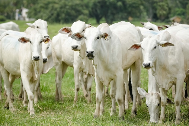коровы и крупный рогатый скот на красивых зеленых пастбищах кормятся.