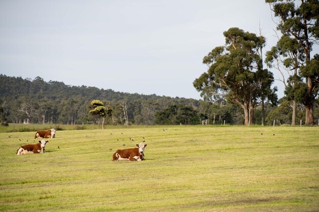 Cows and Cattle grazing in Australia