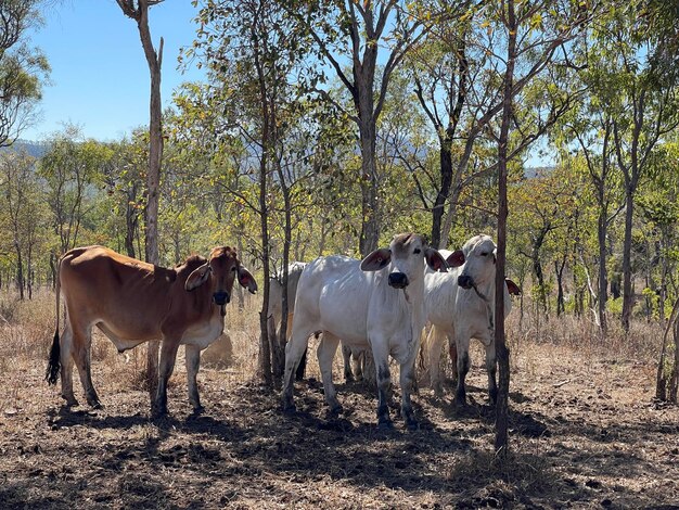 Photo cows in cattle range queensland