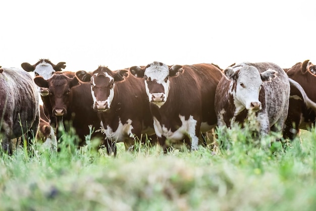 Cows in Countrysidein Pampas landscape Argentina