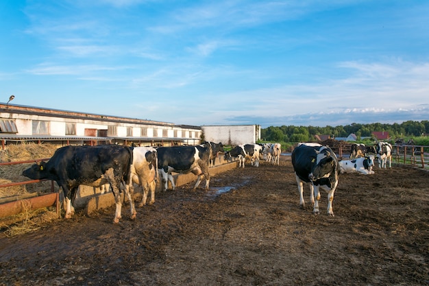 Cows on dairy farm