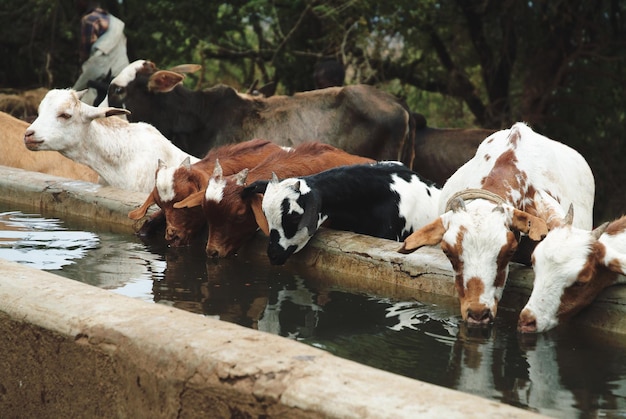 Photo cows drinking water at farm