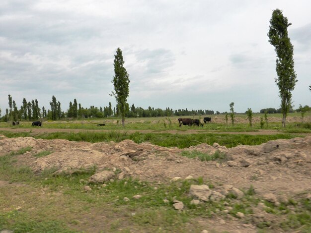 Cows eat grass in the field