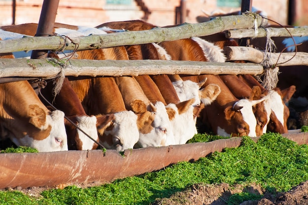 The cows eat silage